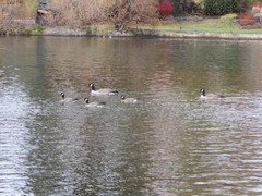 Branta hutchinsii