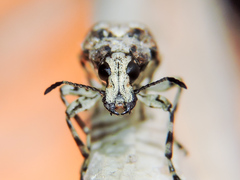 Ptychoderes rugicollis