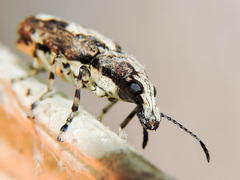 Ptychoderes rugicollis