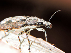 Ptychoderes rugicollis