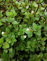 Gratiola sexdentata