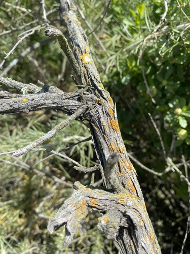 iNaturalist observation photo of Candleflame Lichens