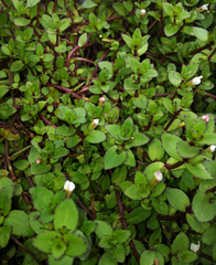 Gratiola sexdentata