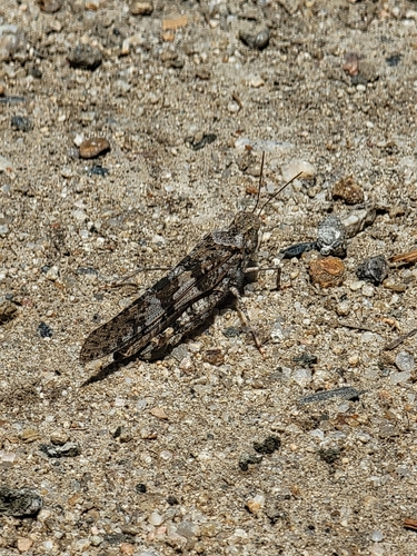 iNaturalist observation photo of Pallid-winged Grasshopper