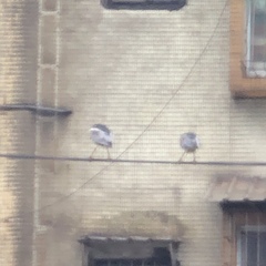 Nycticorax nycticorax