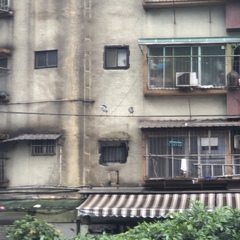 Nycticorax nycticorax