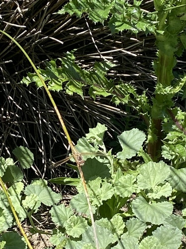 iNaturalist observation photo of Variegated Meadowhawk