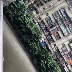 Nycticorax nycticorax