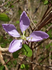 Image of Bauhinia grandidieri