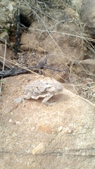 Phrynosoma taurus