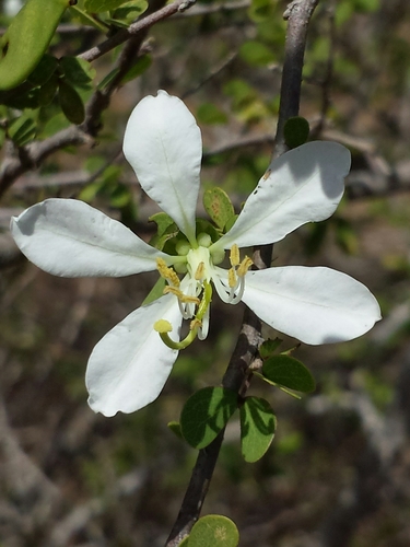 Bauhinia grandidieri