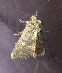 Condica albigera