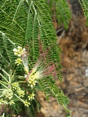 Albizia mahalao