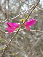 Vaughania depauperata