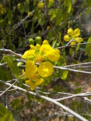 Ochnaceae
