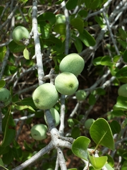 Capurodendron