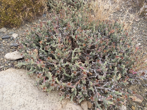 Ruschia perfoliata