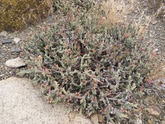 Ruschia perfoliata