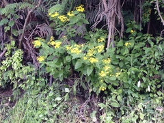 Senecio rufiglandulosus