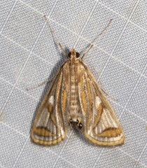 Strepsinoma foveata