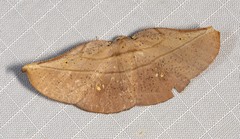 Xenomusa metallica