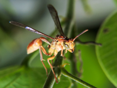 Mischocyttarus angulatus
