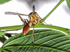 Mischocyttarus angulatus