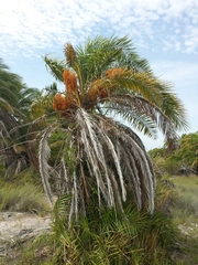 Phoenix reclinata image