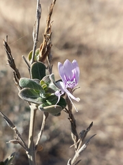 Hypoestes