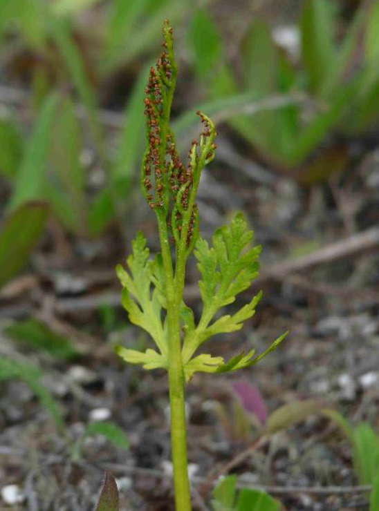 Botrychium lanceolatum