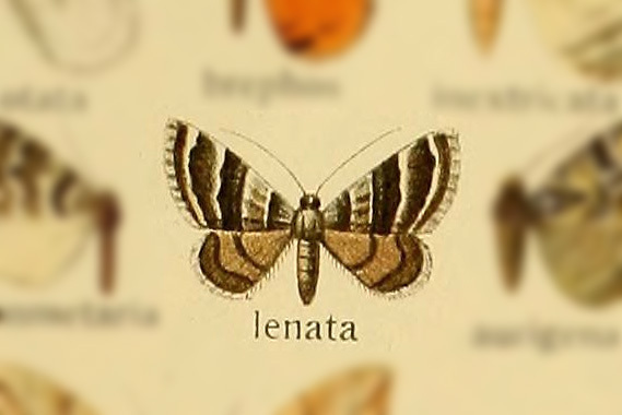 Lithostege senata
