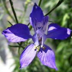 Delphinium ajacis