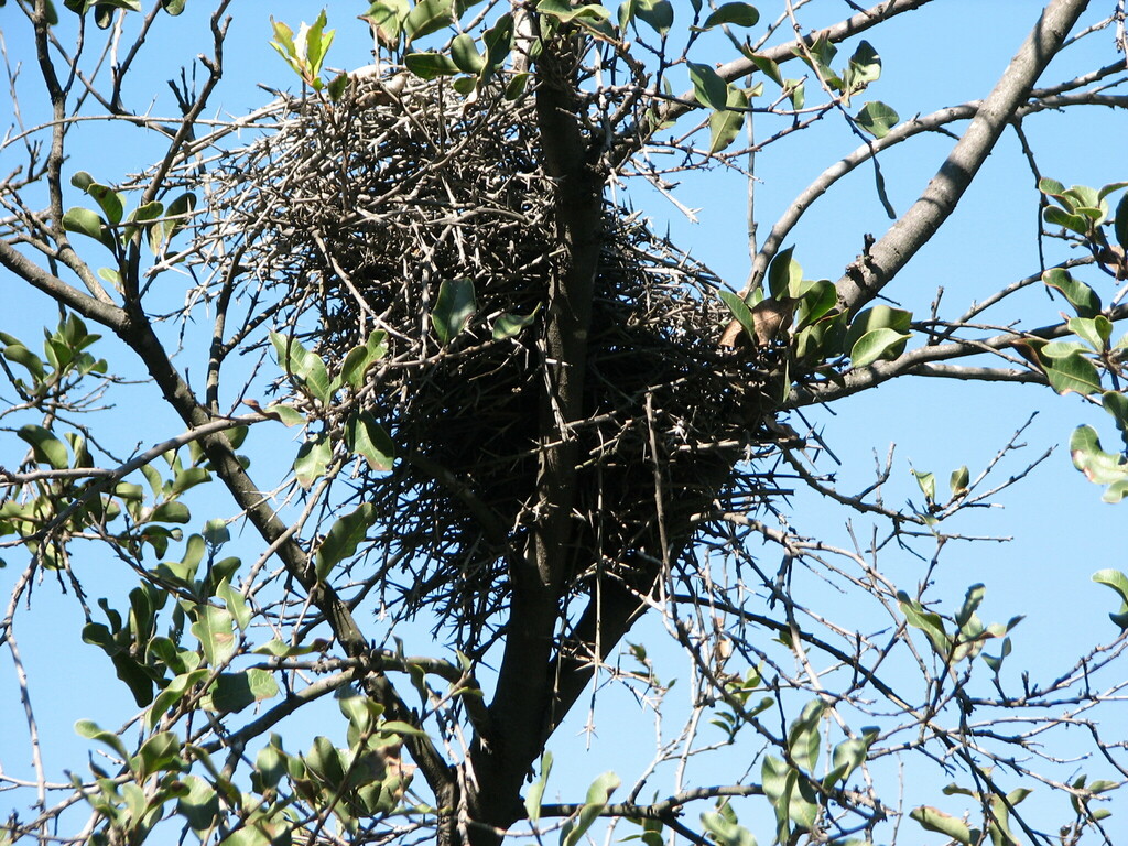 Dusky-tailed Canastero