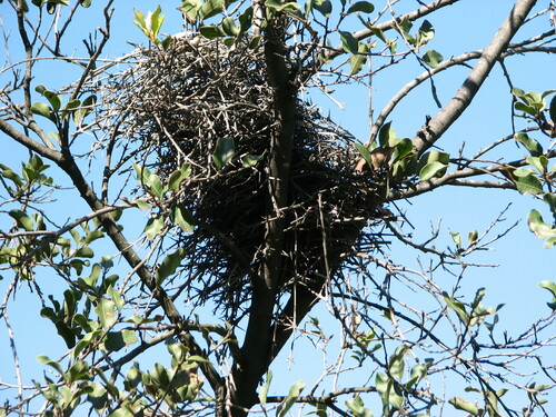 Dusky-tailed Canastero