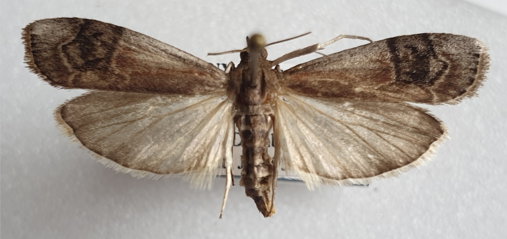 Euzophera habrella