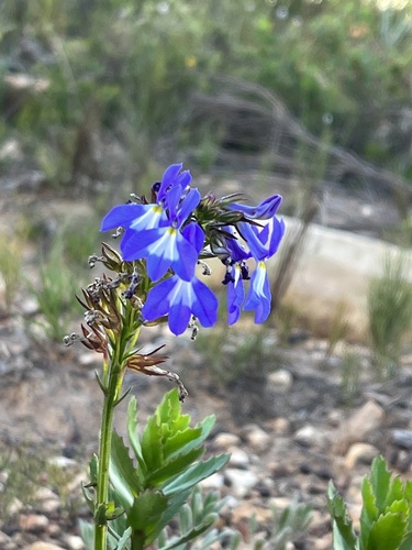 Image of Lobelia valida by (c) Charleen Brunke, some rights reserved (CC BY)