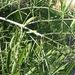 Needle Bush - Photo (c) Solofo Eric Rakotoarisoa, some rights reserved (CC BY-NC)