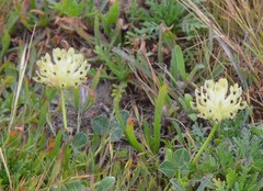 Trifolium fucatum