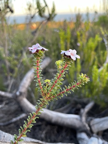 Image of Roundleaf Chinaflower (Adenandra rotundifolia) by (c) Charleen Brunke, some rights reserved (CC BY)