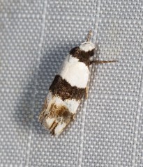 Zonopetala decisana