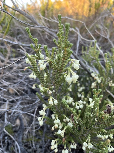 Image of White Limestone Heath (Erica oraria) by (c) Charleen Brunke, some rights reserved (CC BY)