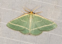 Mixocera latilineata