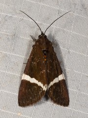 Coenotoca subaspersa