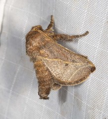 Anaxidia lozogramma