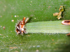 Dynastor darius stygianus