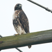 Northern Red-tailed Hawk - Photo (c) Bill Chambers, some rights reserved (CC BY-NC), uploaded by Bill Chambers