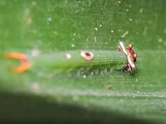 Dynastor darius stygianus