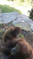 Pongo