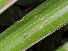 Dynastor darius stygianus