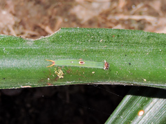 Dynastor darius stygianus